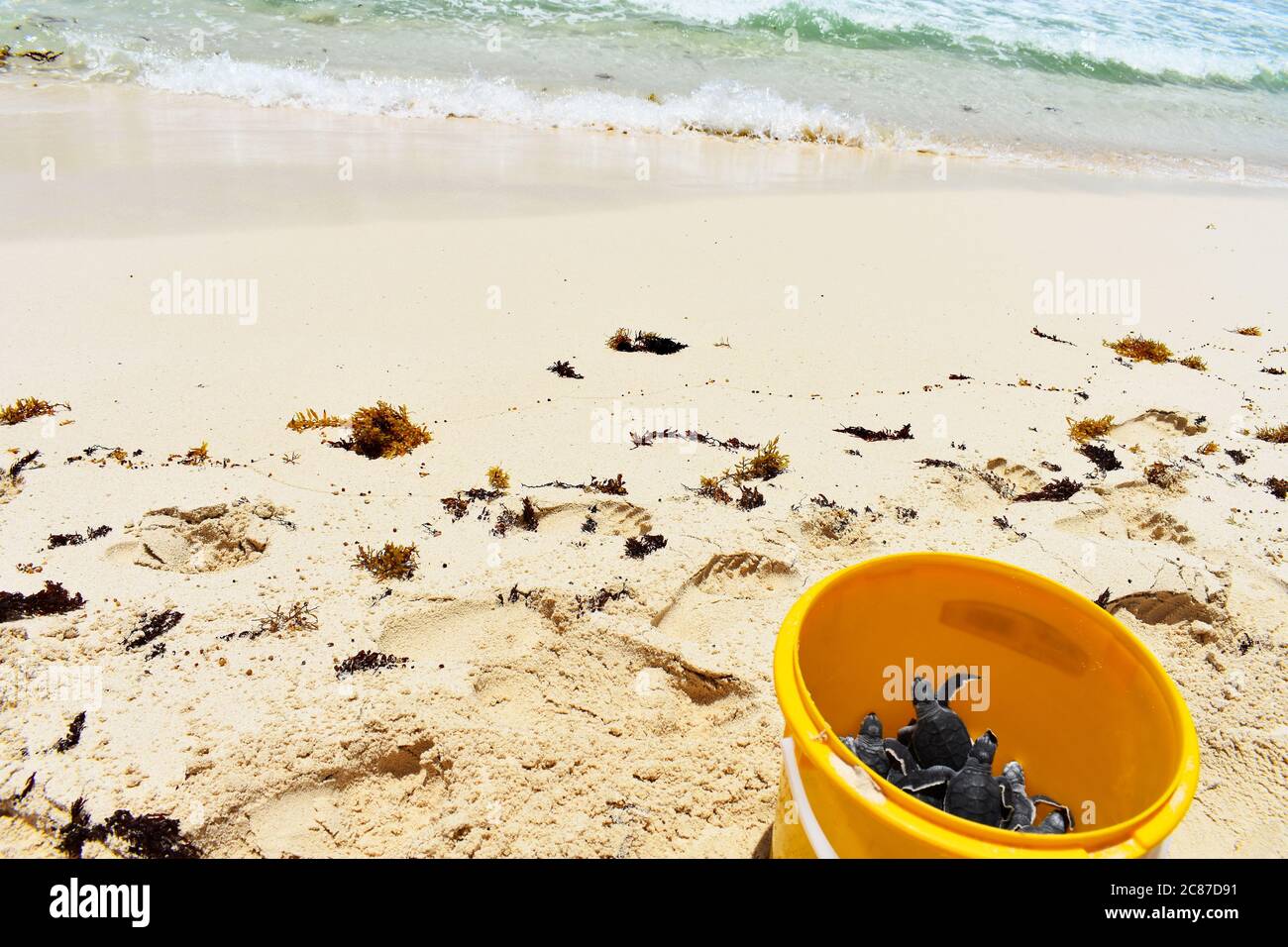 Hatchling Green Sea Turtles (Chelonia mydas) in a bright yellow bucket after being collected from the nest await release into the Caribbean sea. Stock Photo