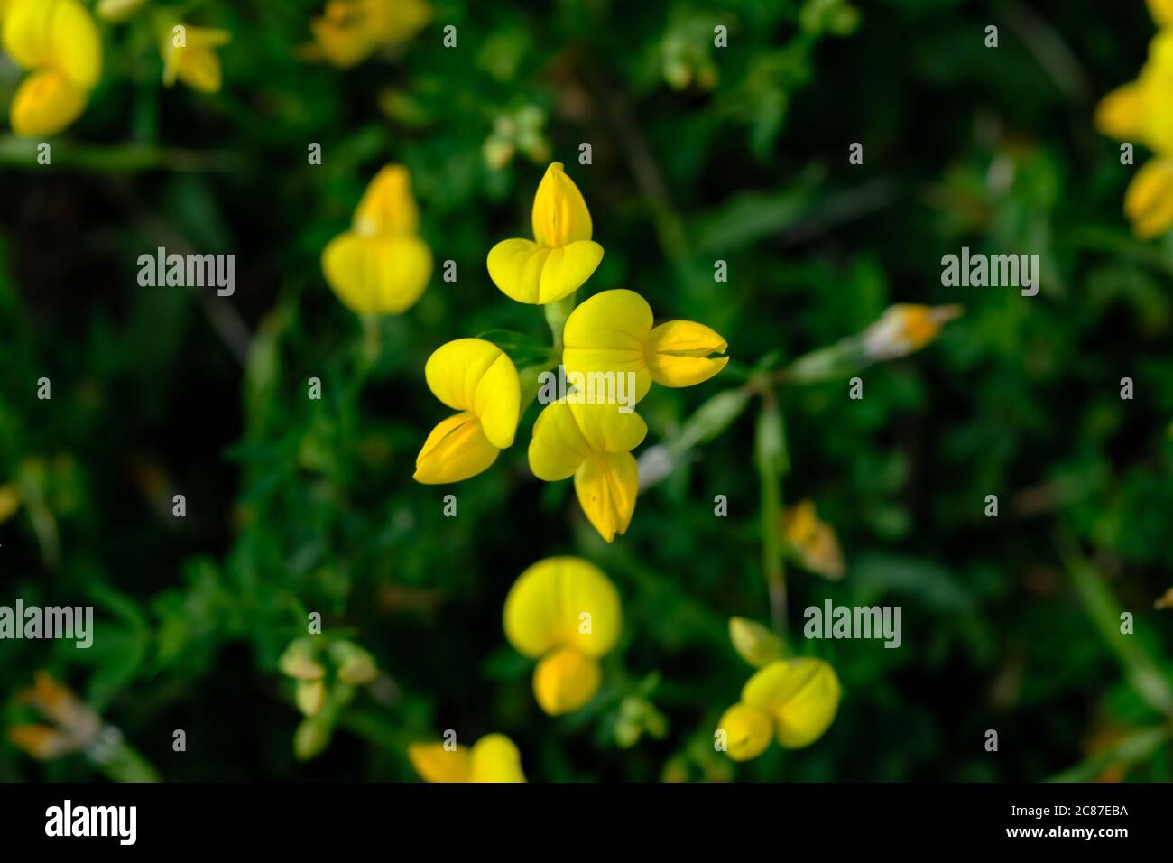 Tiny odd little yellow flowers of a birdsfoot trefoil (Lotus