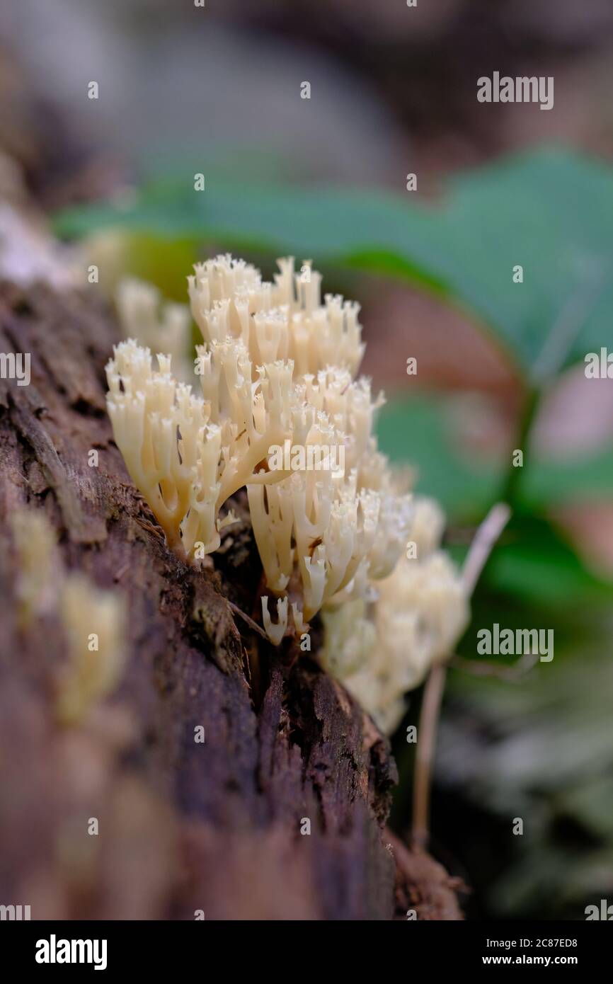 Crown coral fungi (Clavicorona pyxidata) on a well rotted log in Gatineau Park, Quebec, Canada. Stock Photo