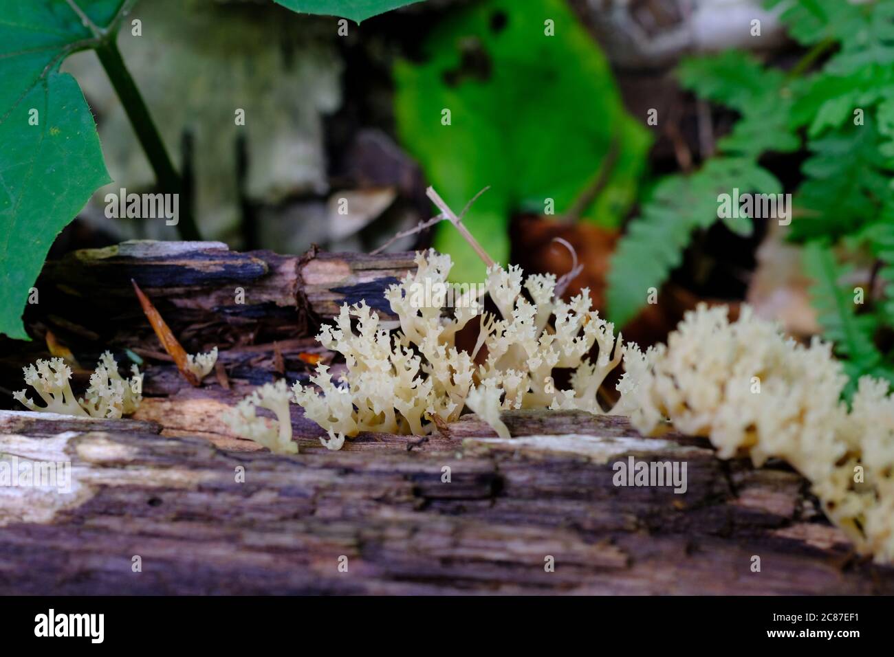 Pale and spiky coral fungus on a rotting log in Gatineau Park, Quebec, Canada. Stock Photo