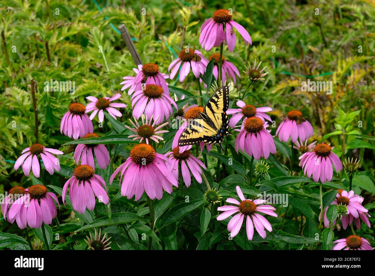 Canadian Tiger Swallowtail (Papilio canadensis) on a purple coneflower (Echinacea purpurea) at Mackenzie King Estate gardens, Quebec, Canada. Stock Photo