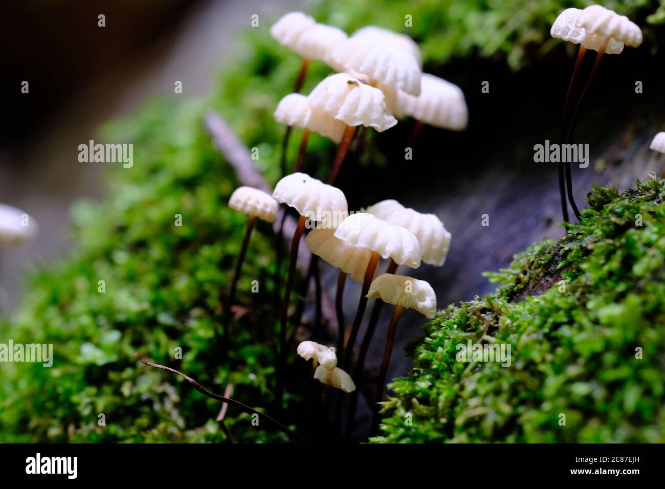 Dainty collared parachute mushroom (Marasmius rotula) on a mossy log in Gatineau Park, Quebec, Canada. Stock Photo