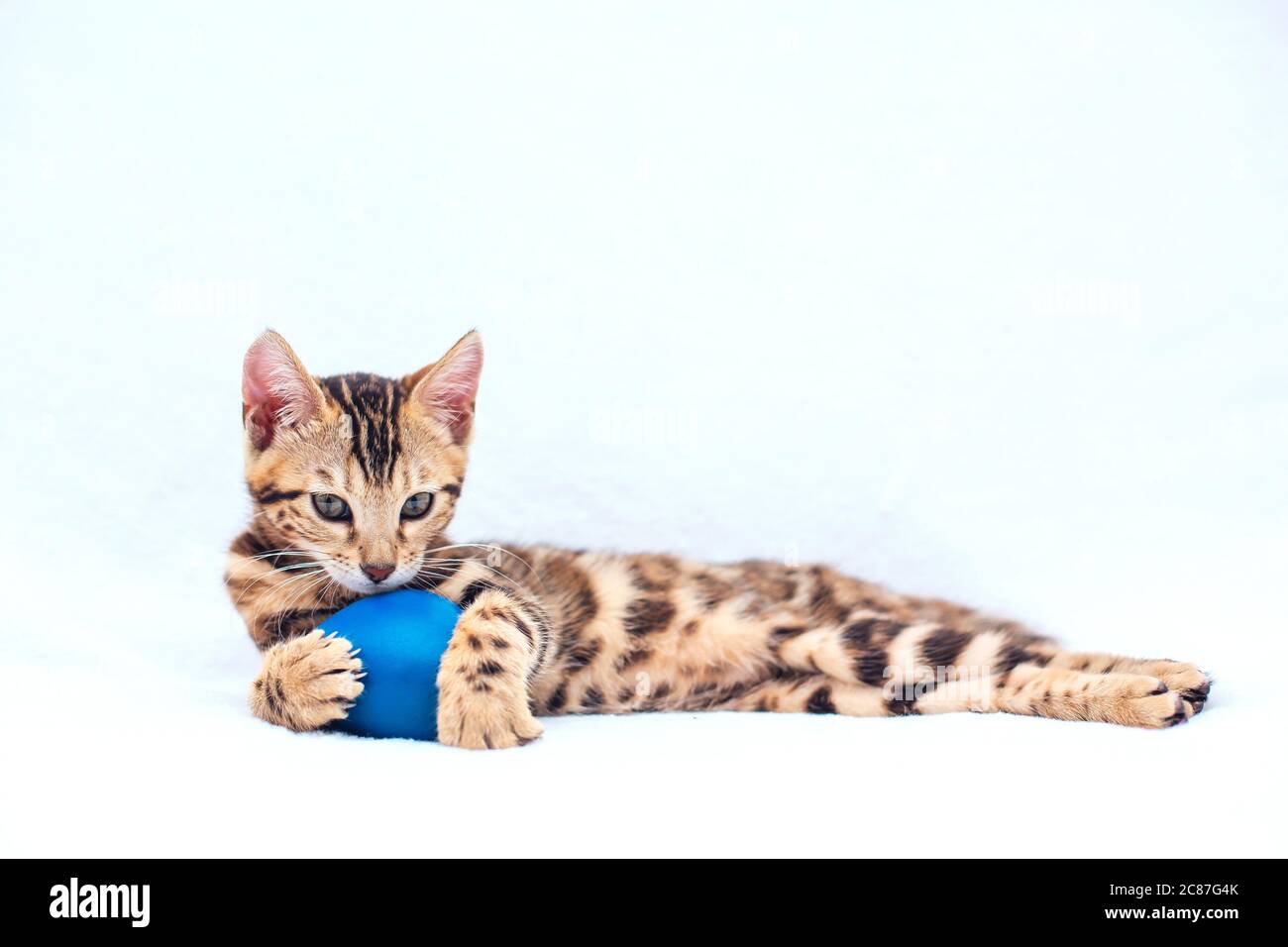 Little Bengal kitty laying with blue toy on the white background Stock ...