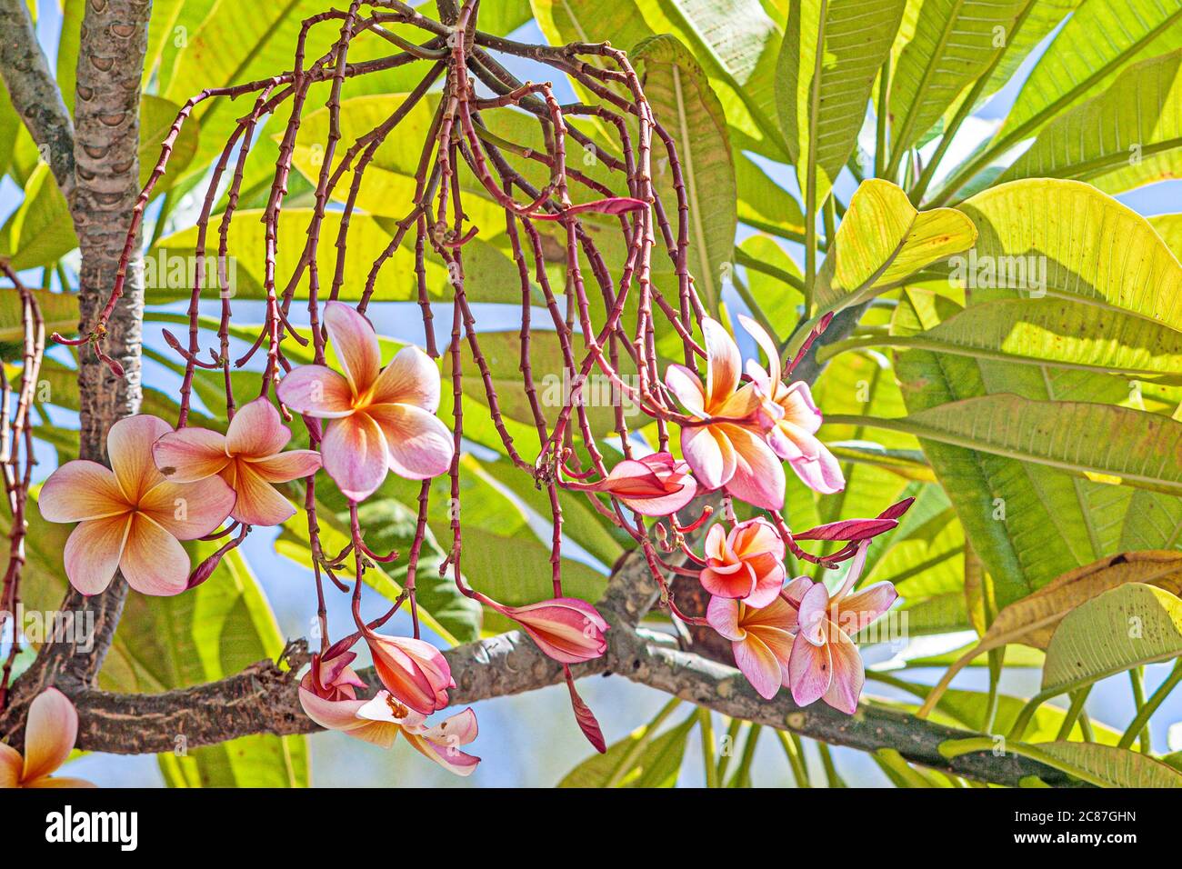 Pink frangipani or plumeria tree shot outdoor under strong sunshine. Stock Photo