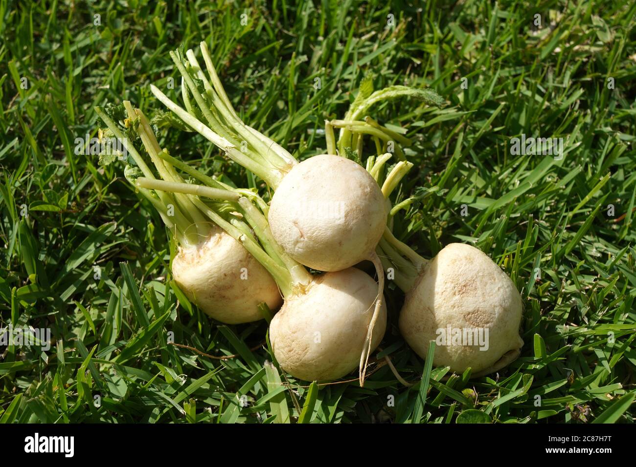 Group of five white turnips on a green grass background Stock Photo Alamy
