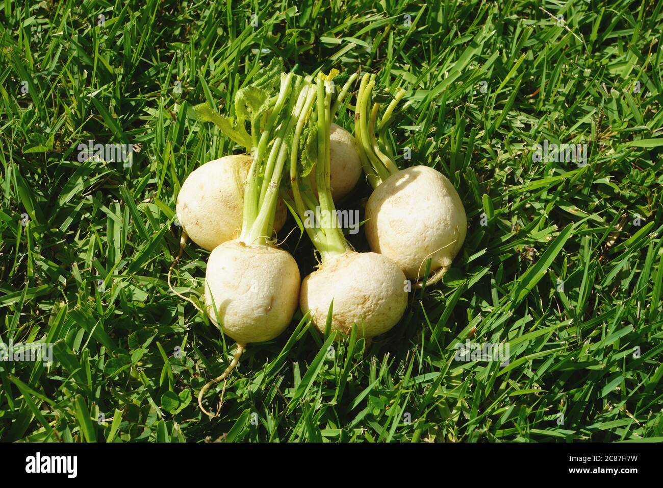 Group of five white turnips on a green grass background Stock Photo Alamy