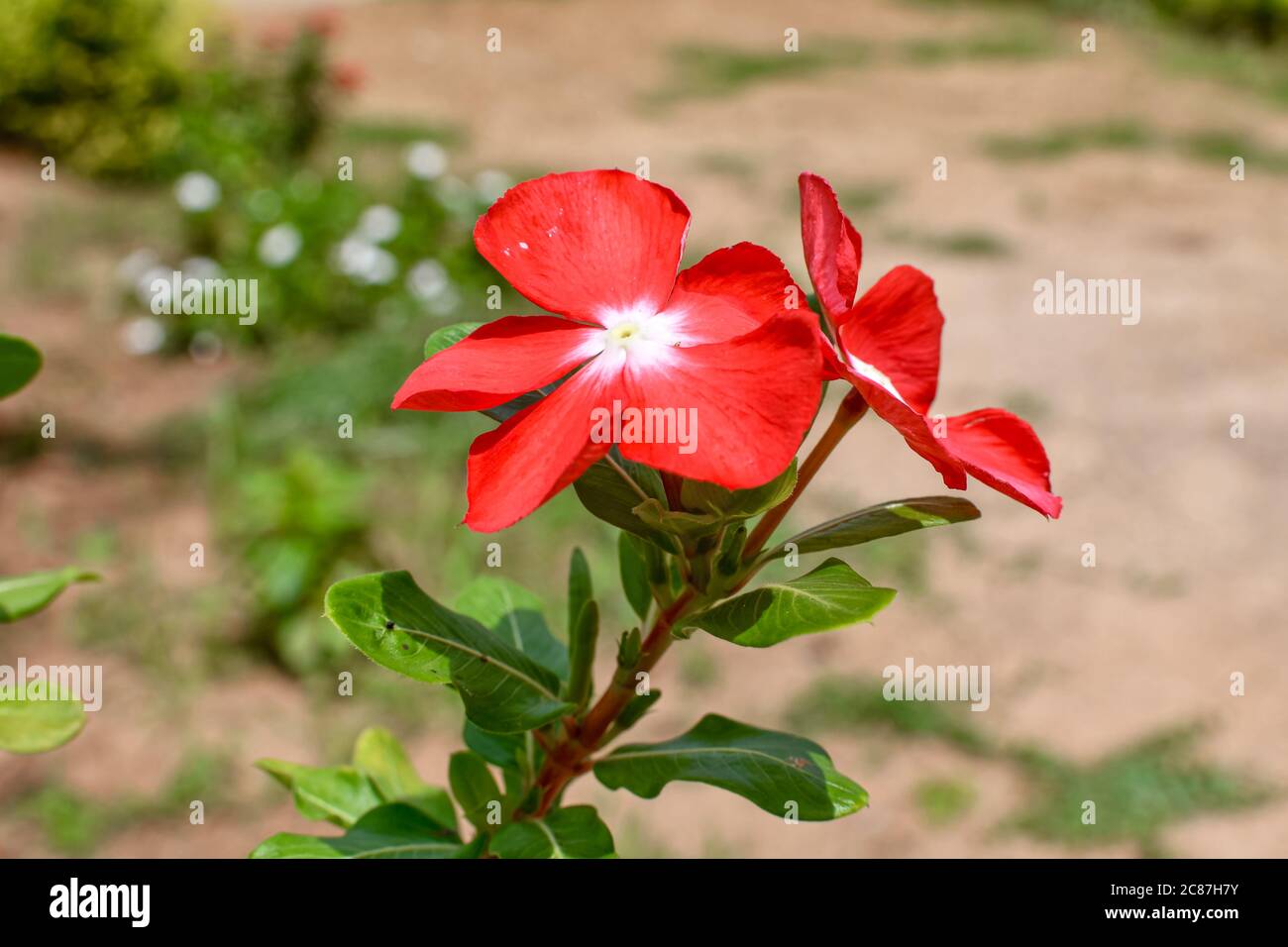 Red Tecoma Flowers With Green Leaves & Branches On Tree. 04 Stock Photo