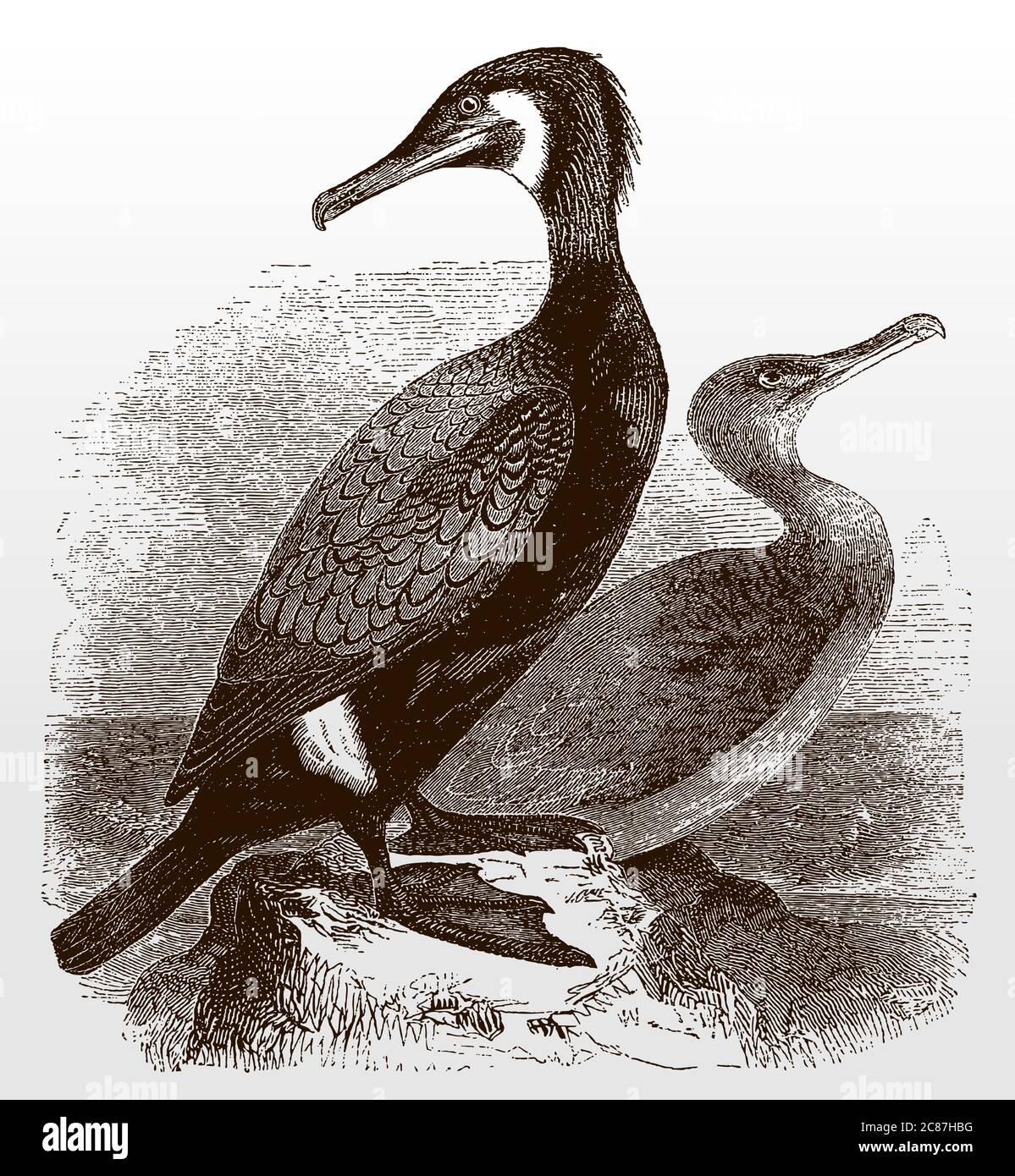 Two great cormorants, phalacrocorax carbo in side view sitting on a rock by the sea, after an antique illustration from the 19th century Stock Vector