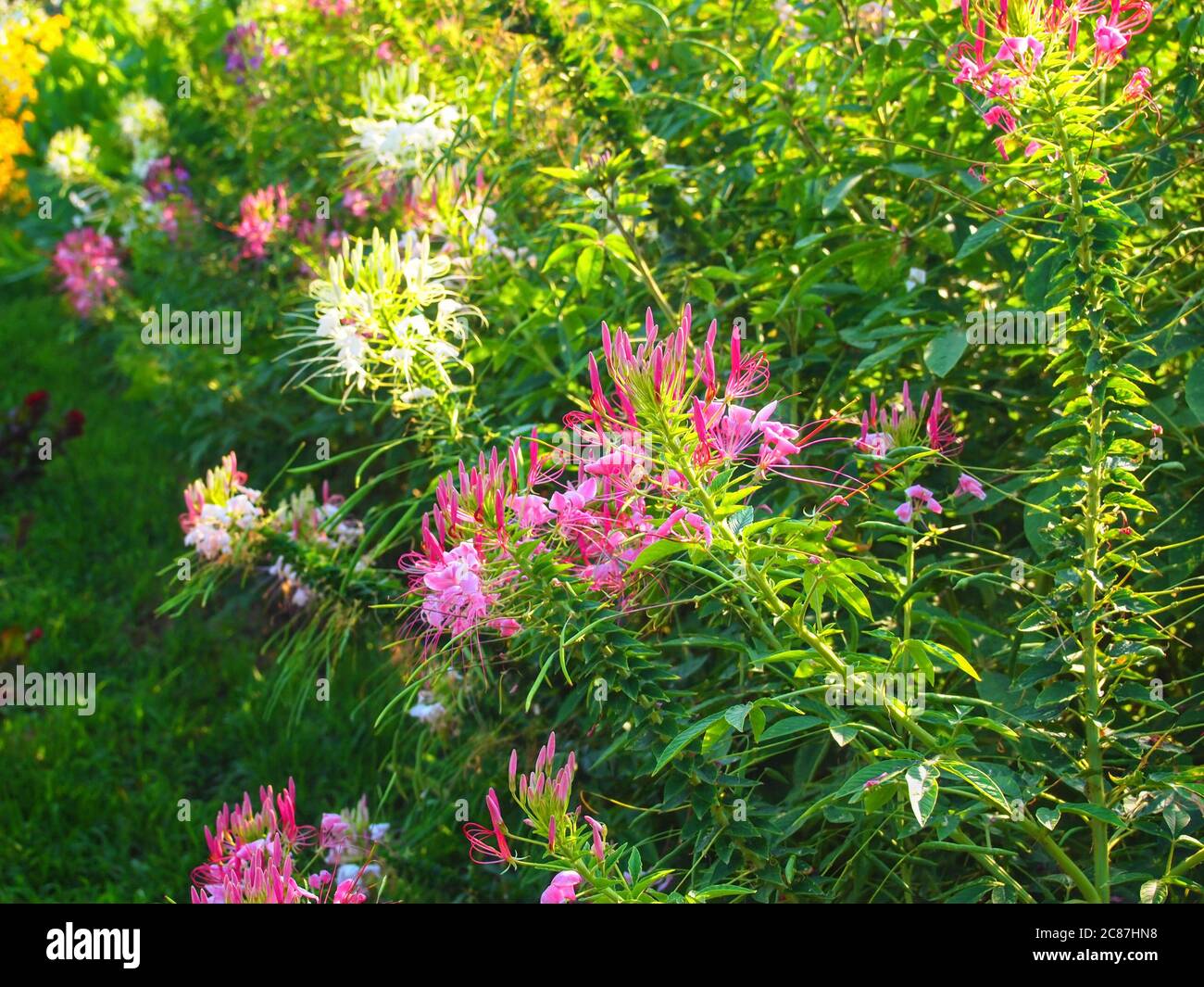 A wild array of beautiful pink Spider Flowers on tall green stems outside in the sunlight. Stock Photo