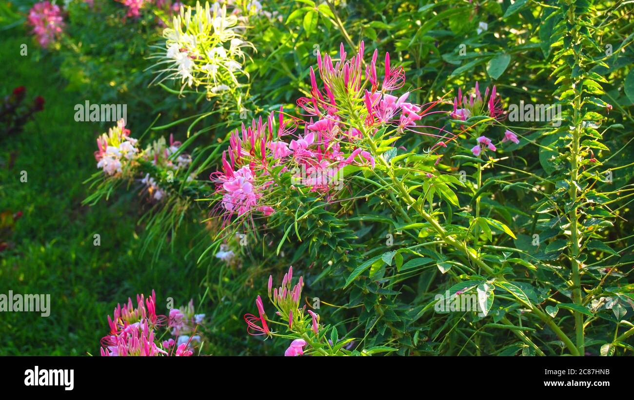 A garden of pink Spider Flowers on tall green stems in 16:9 aspect ratio for background and wallpaper. Stock Photo