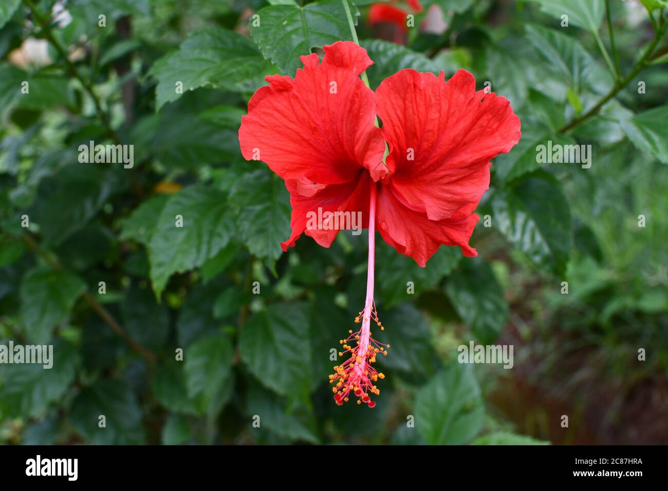 Red Chaina Rose Or Mandar Flower With Green Leaves & Branches At Garden