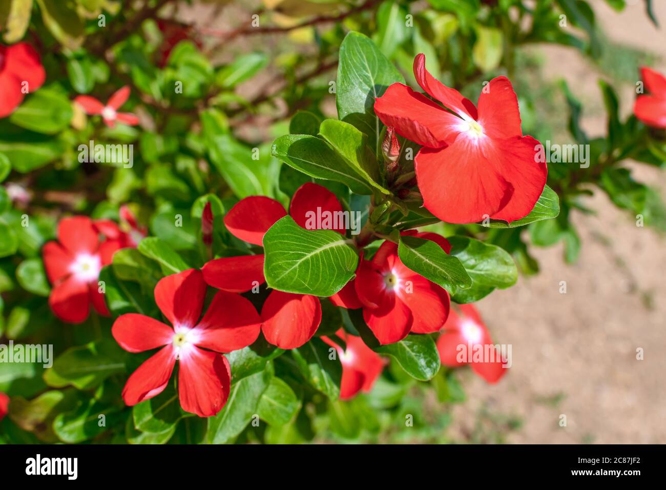 Red Tecoma Flowers With Green Leaves & Branches On Tree. 03 Stock Photo