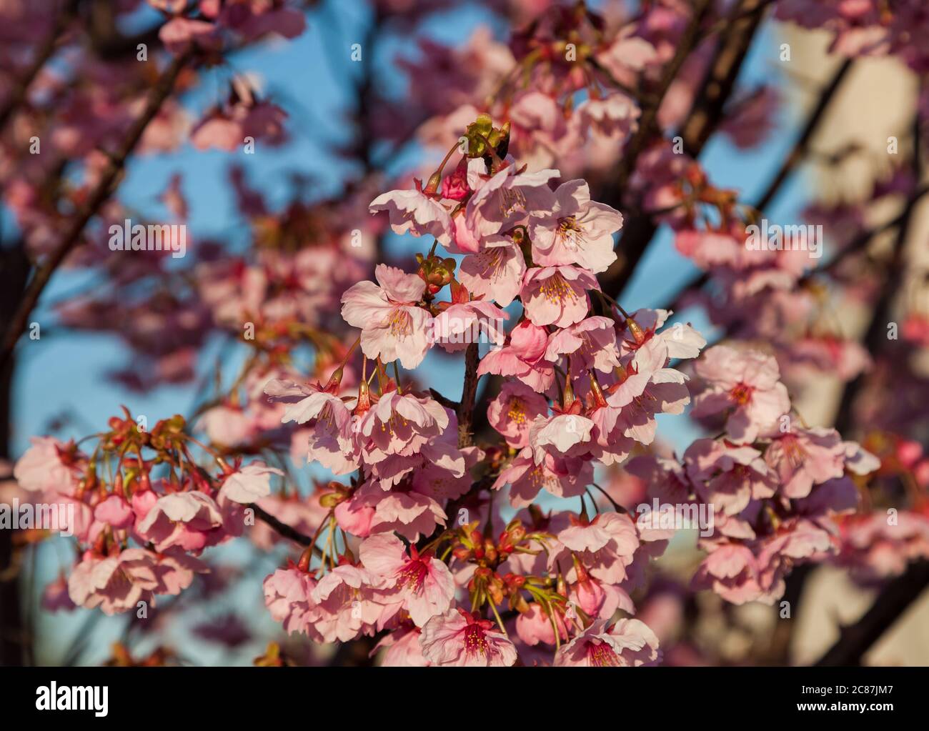 Pink blossom sakura flowers on a spring day in Japan., Beautiful ...