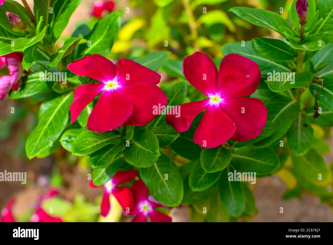 Red Tecoma Flowers With Green Leaves & Branches On Tree. Stock Photo