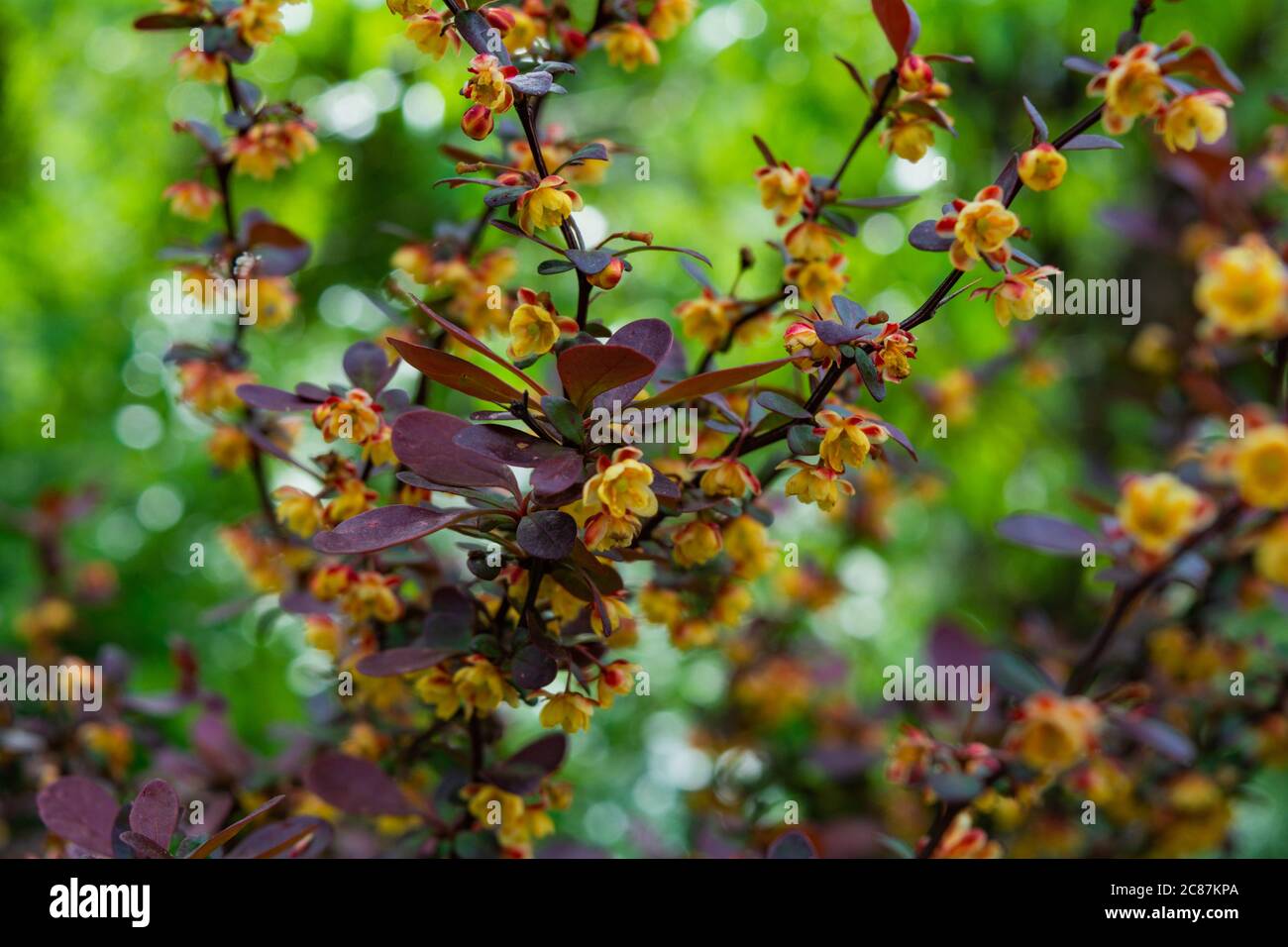 Beautiful blooming yellow flowers by bush with red purple leaves. Berberis ottawensis Auricoma shrub Stock Photo