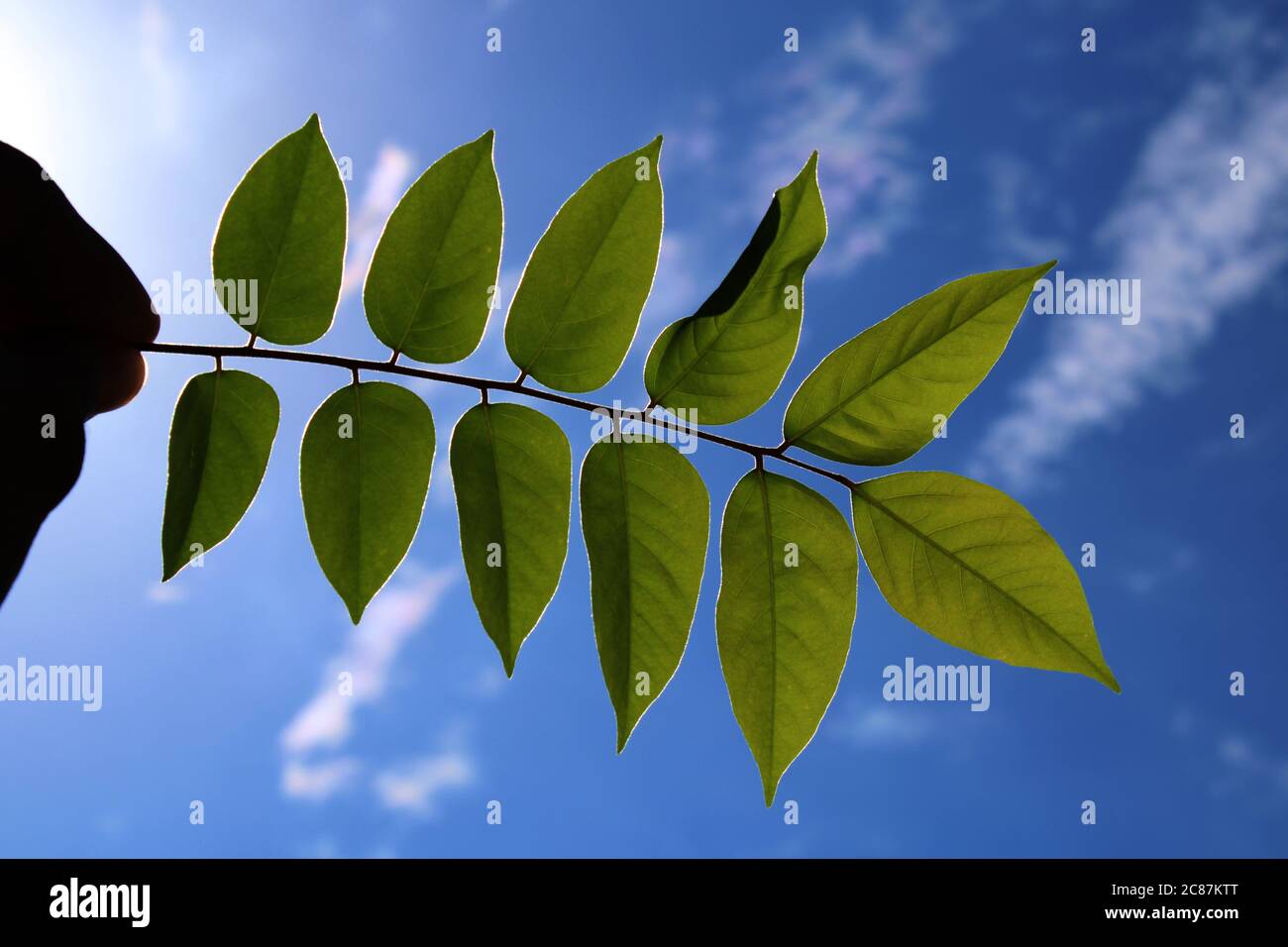 Green tree leaf in the sky natural background photo Stock Photo - Alamy
