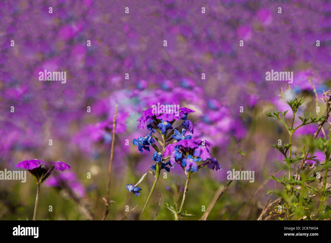 colorful pink moss phlox as background., Pink Moss Flower Stock Photo