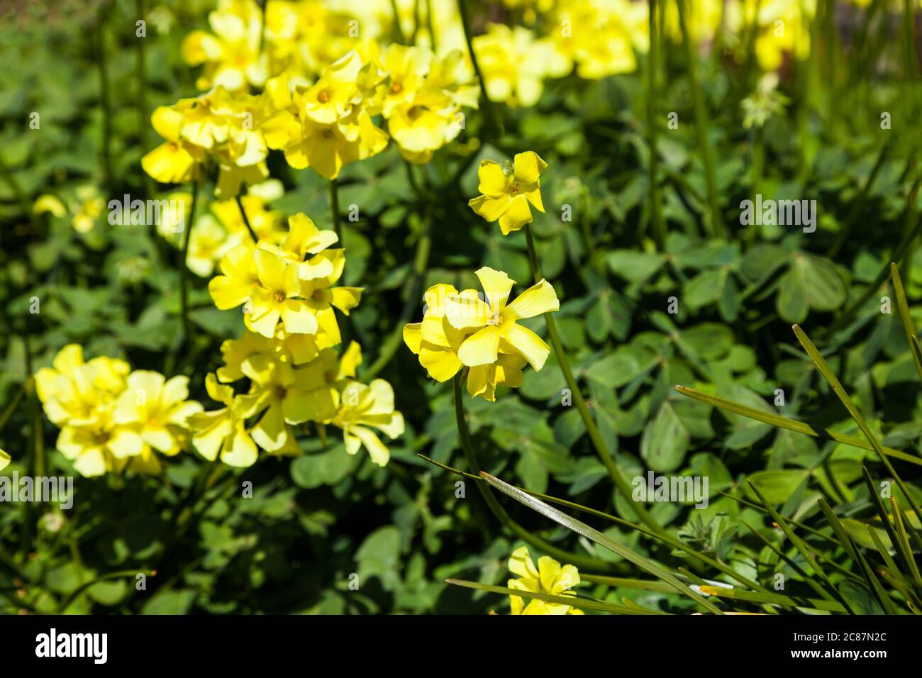 Beautiful blooming Daffodil flower or narcissus Stock Photo