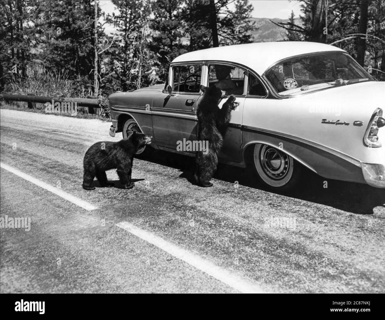 Bears begging for food at a car in Yellowstone National Park in August 1958. Stock Photo