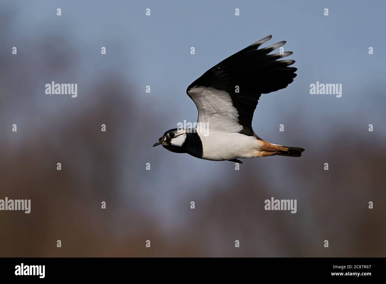 Northern lapwing in its natural habitat in denmark Stock Photo - Alamy