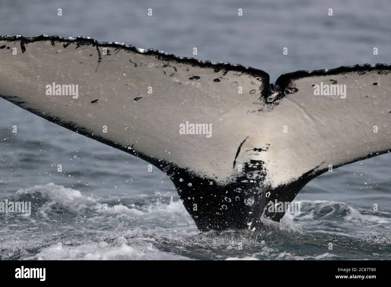 Humpback Whale (Megaptera novaengliae), underside of tail fluke close-up, at sea, Beagle Channel, near Ushuaia, south Argentina 24th March 2018 Stock Photo