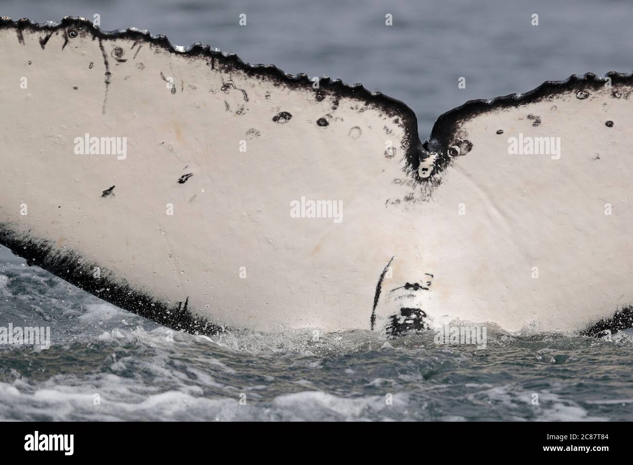 Humpback Whale (Megaptera novaengliae), underside of tail fluke close-up, at sea, Beagle Channel, near Ushuaia, south Argentina 24th March 2018 Stock Photo