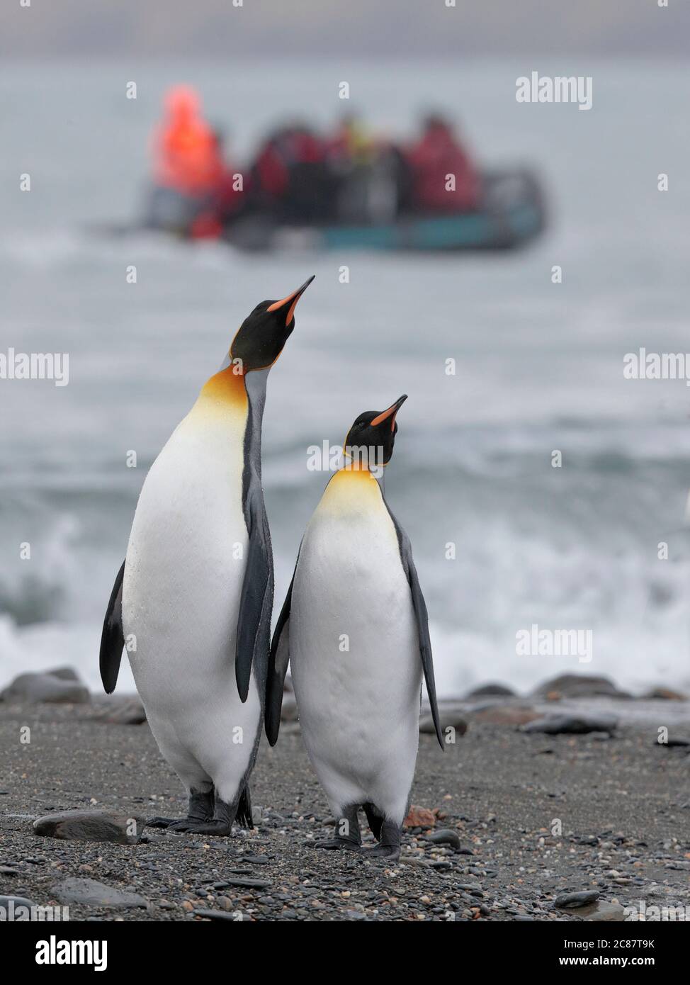 King Penguins (Aptenodytes patagonica) - front view two adults on beach, with tourist Zodiac behind, St Andrews Bay, South Georgia April 2018 Stock Photo
