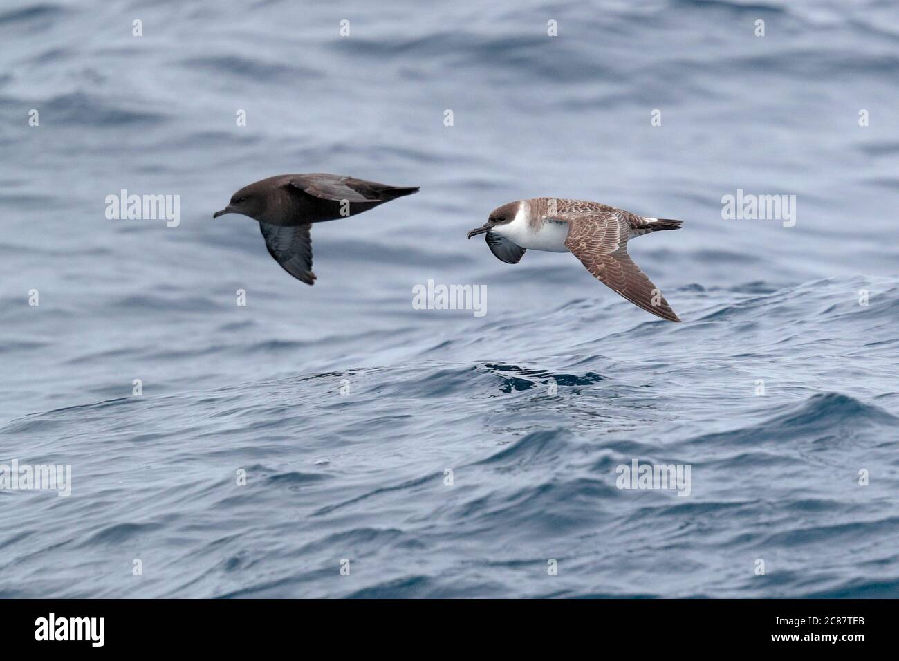 Sooty Shearwater (Puffinus griseus), left, and Great Shearwater (Puffinus gravis), right, in flight over South Atlantic near Tristan Da Cunha 8th Apri Stock Photo