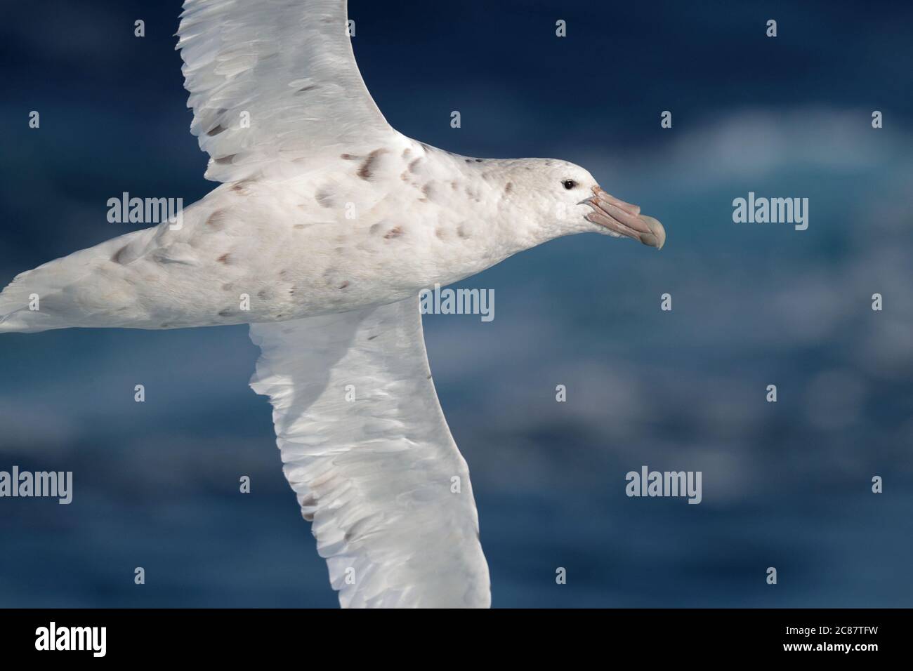 Southern Giant Petrel (Macronectes giganteus), adult 'White Morph', in flight from below, over southern ocean, near South Georgia, 1st April 2018 Stock Photo