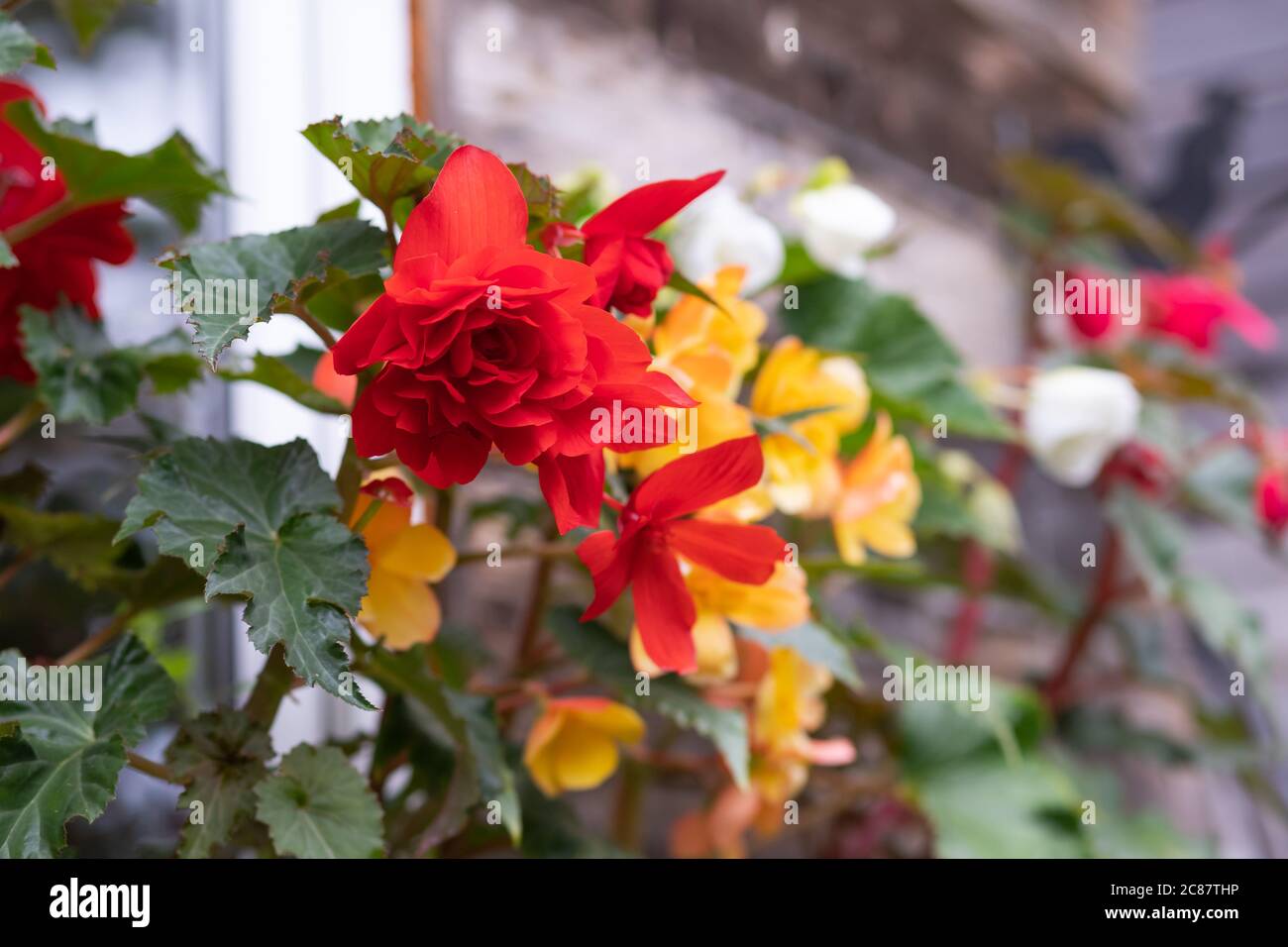 Potted begonias in the garden. Begonia Potted on Terrace.Cascade flowers of red and yellow Begonia hanging in a pot in the garden Stock Photo