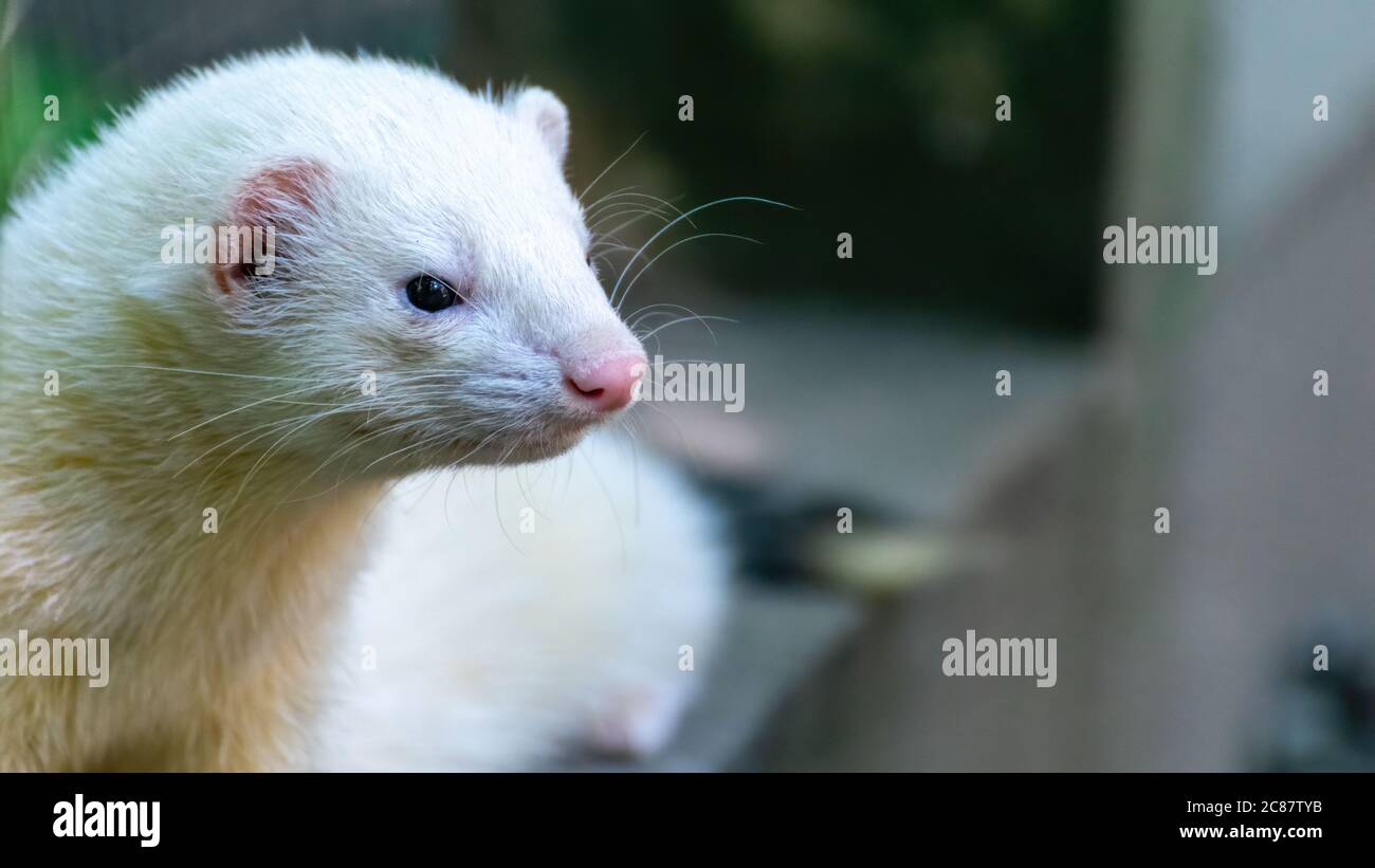 frettchen, tier, säugetier, iltis, haustier, hübsch, fell, tier, weiß,  braun, natur Stock Photo - Alamy