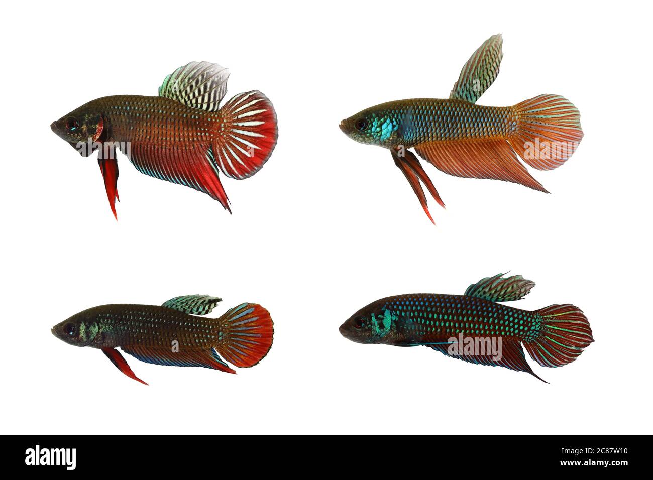 The 4 wild type Siamese fighting fish. Upper left: Betta splendens, Upper right: B. smaragdina, Lower left: B. imbellis, Lower right: B. mahachaiensis Stock Photo