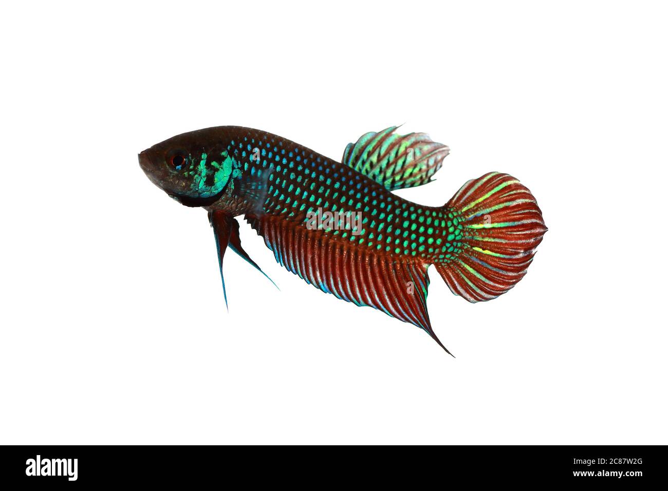 Siamese fighting fish (wild type: Betta mahachaiensis) on white background, B. mahachaiensis was discovered in 2012 from Thailand, Southeast Asia Stock Photo