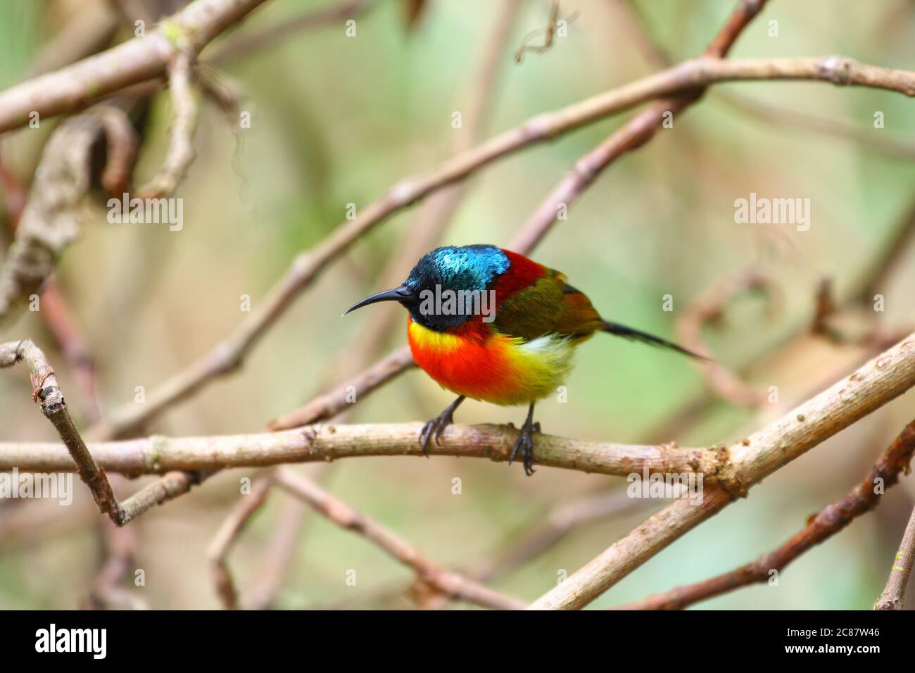 Green-tailed sunbird (Aethopyga nipalensis angkanensis) subspecies found on the summit of Inthanon national park, Thailand, Southeast Asia Stock Photo