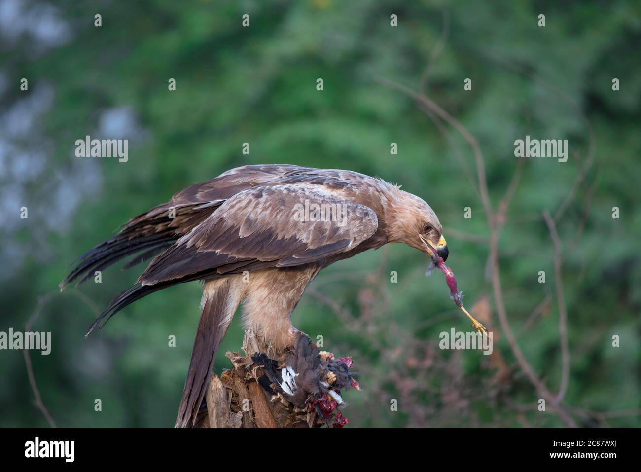 kites and falcons are tropical birds of prey in Pakistan Stock Photo