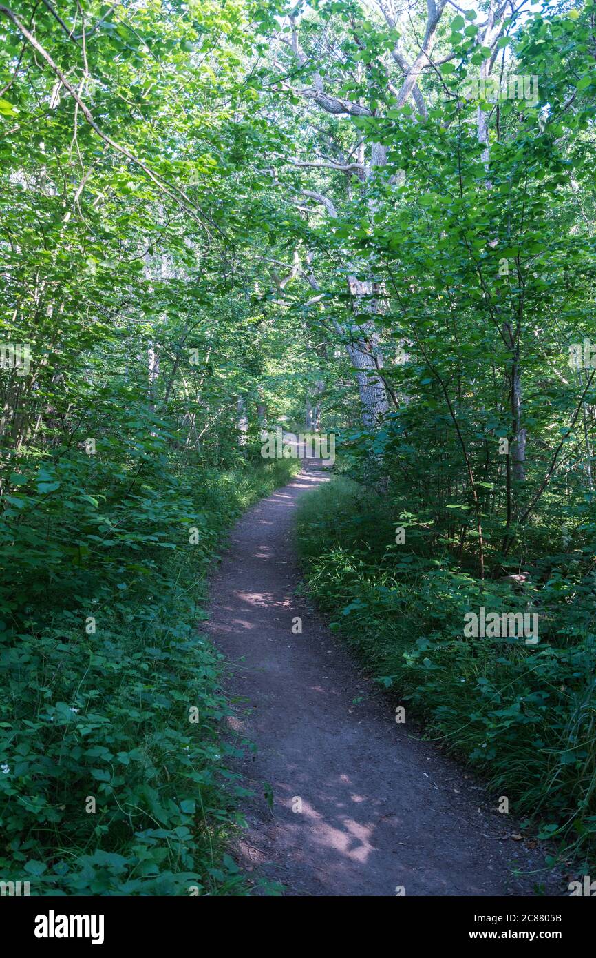 Winding footpath through a lush greenery in summer season Stock Photo ...