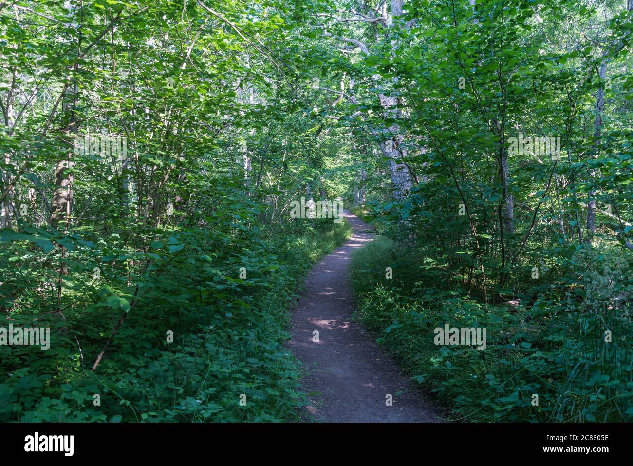 Empty footpath winding through a lush greenery in summertime Stock Photo