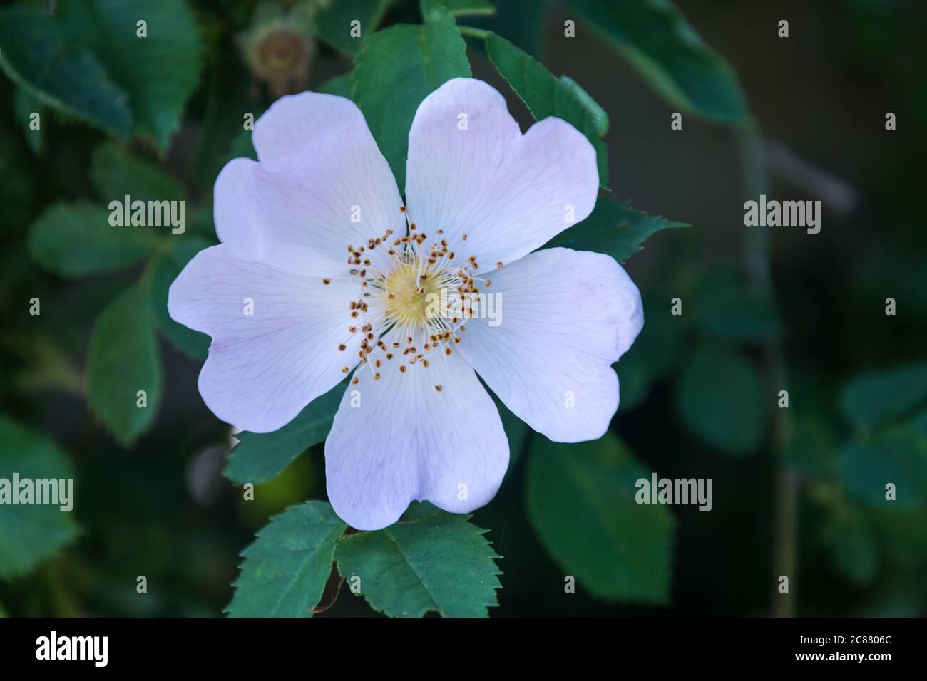 White Wild Rose High Resolution Stock Photography and Images - Alamy