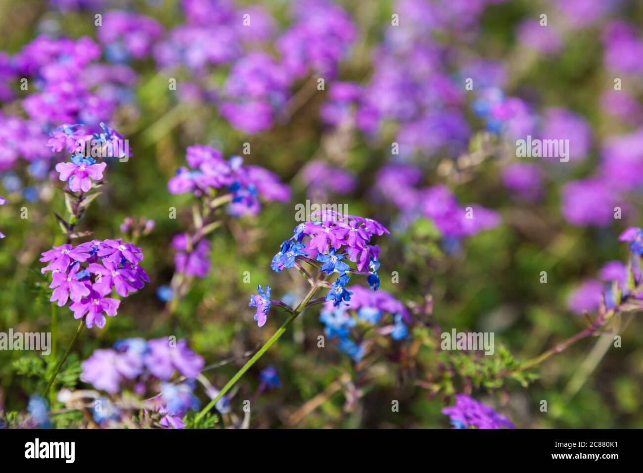 colorful pink moss phlox as background., Pink Moss Flower Stock Photo Alamy
