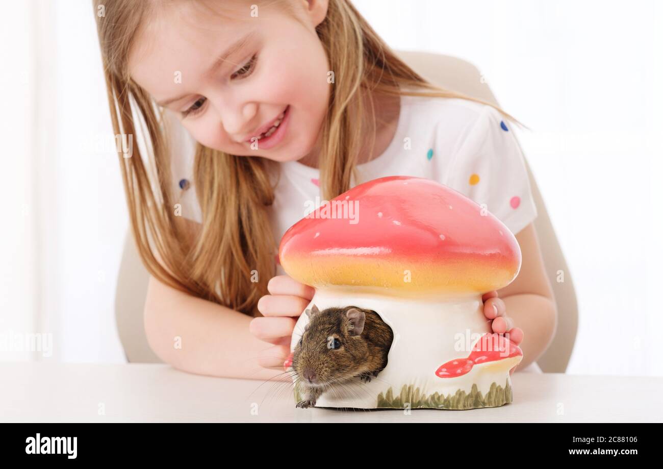 Little smiley cute girl looking at funny degu, hiding in mushroom-like hut Stock Photo