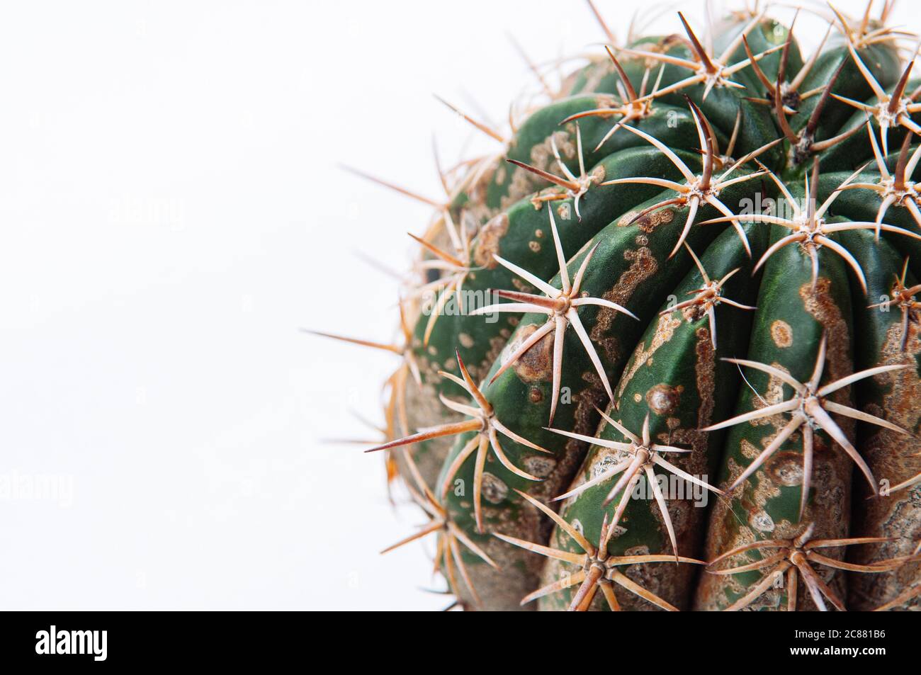 Cactus disease dry root rot caused by fungi, severe damage fungi infected Melocactus isolated on white background showing serious damage on skin Stock Photo