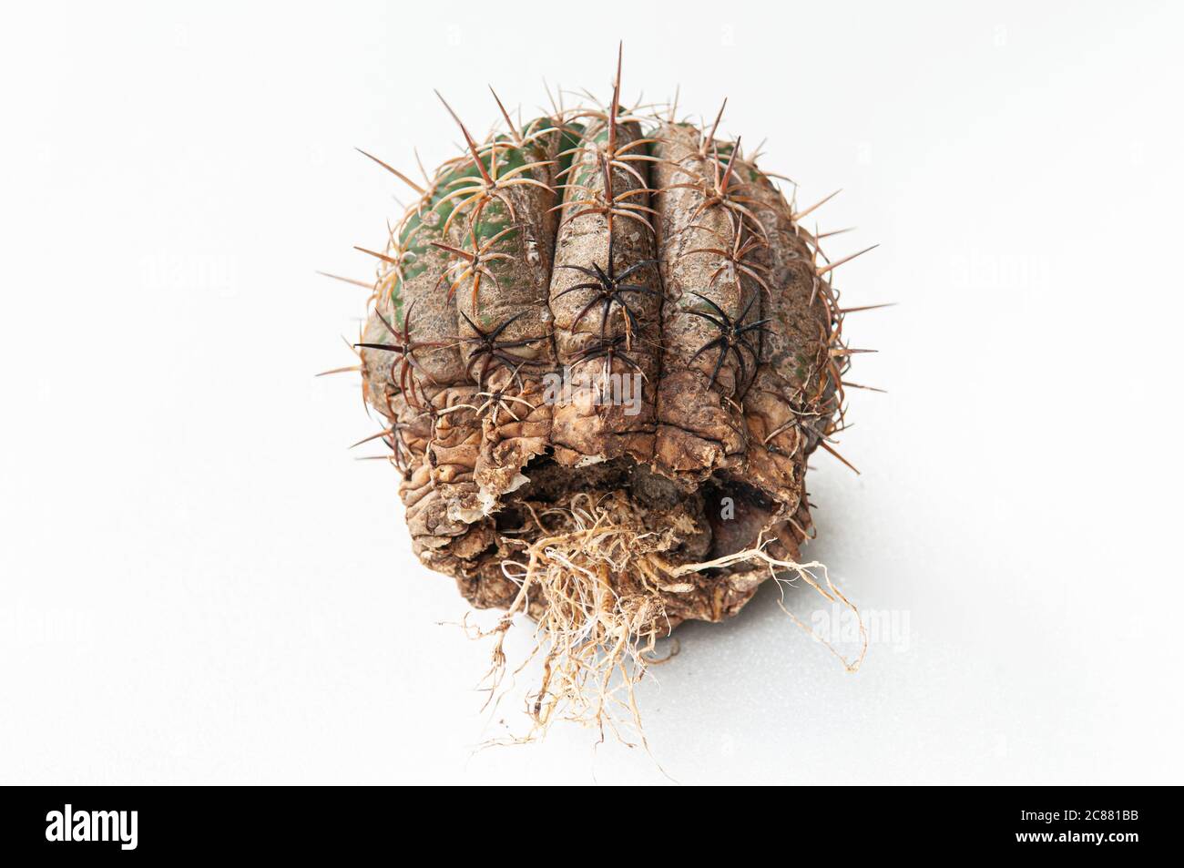 Cactus disease dry root rot caused by fungi, severe damage fungi infected Melocactus isolated on white background showing serious damage on skin Stock Photo