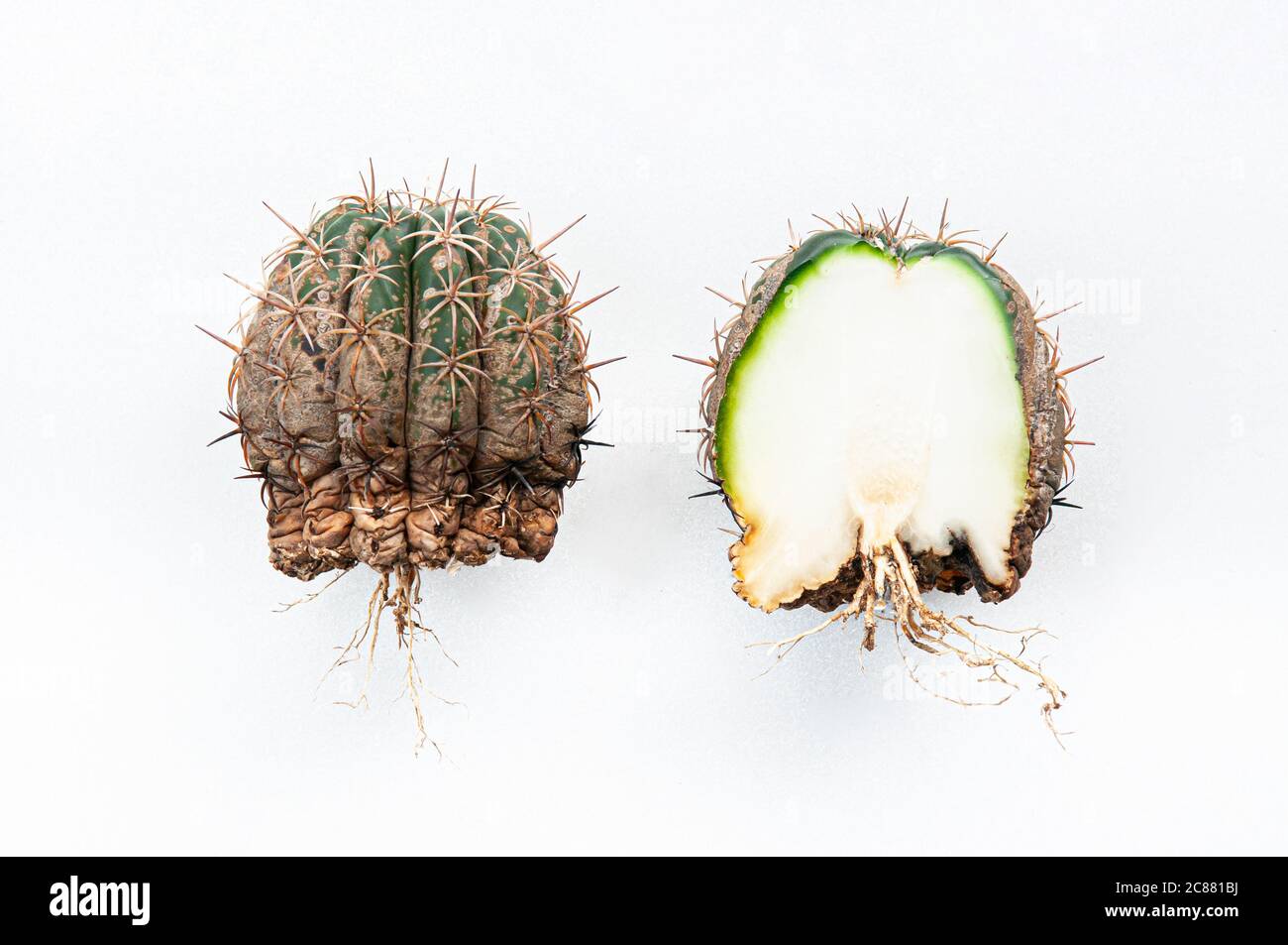 Cactus disease dry root rot caused by fungi, half cut fungi infected Melocactus isolated on white background showing serious damage on skin Stock Photo