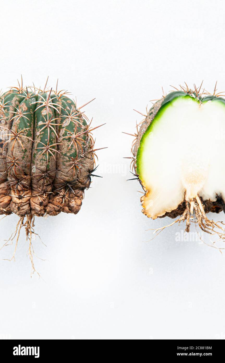 Cactus disease dry root rot caused by fungi, half cut fungi infected Melocactus isolated on white background showing serious damage on skin Stock Photo