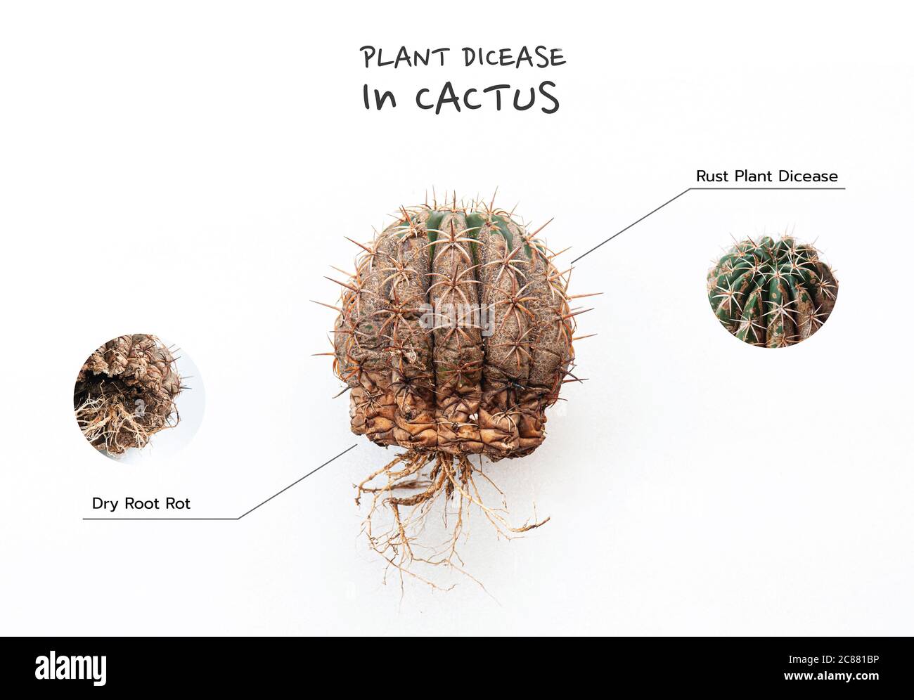 Cactus disease dry root rot rust plant caused by fungi, fungi infected Melocactus isolated on white background showing serious damage on skin Stock Photo
