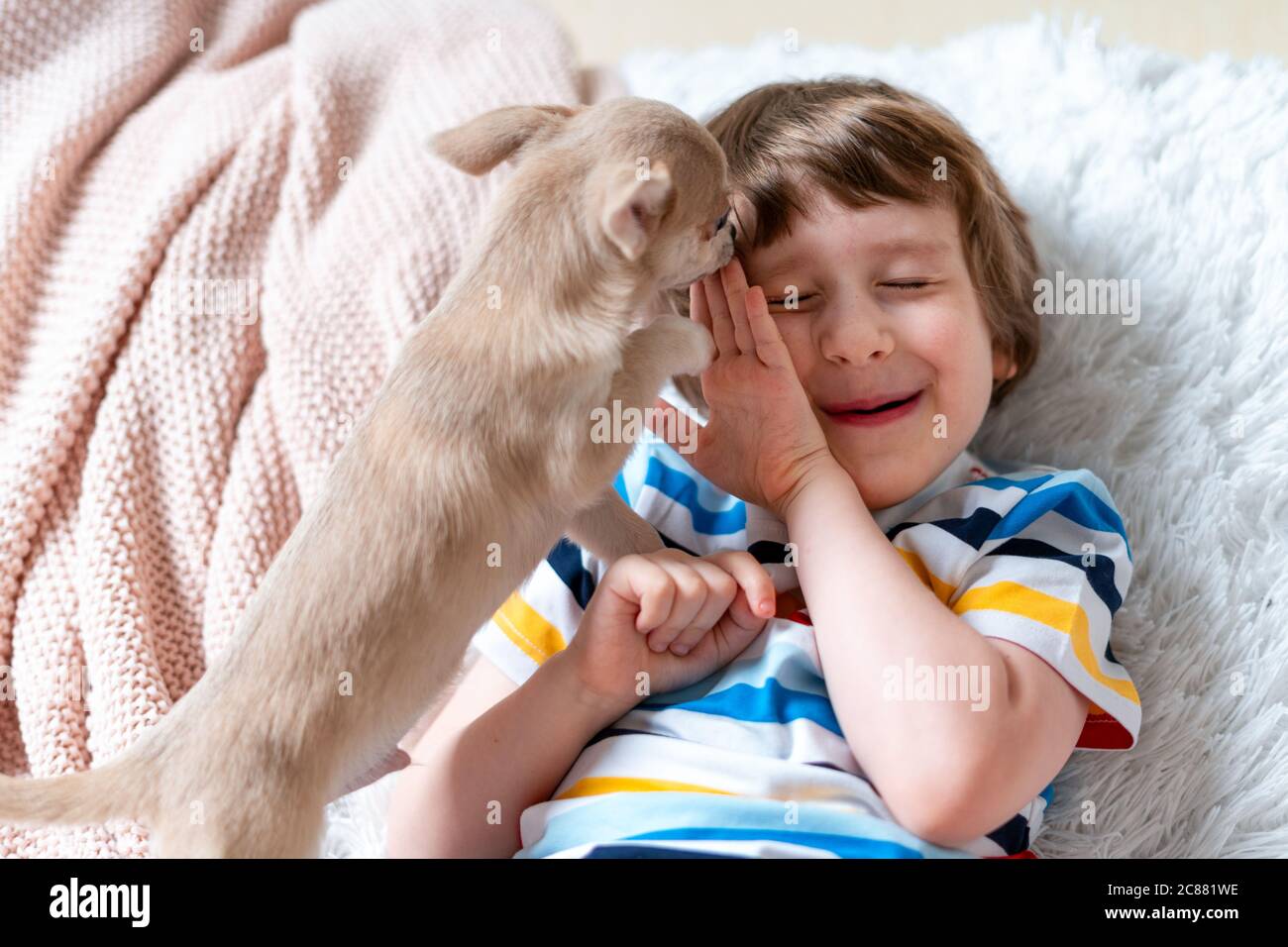 Chihuahua dog licks little laughing child's face on couch with blanket