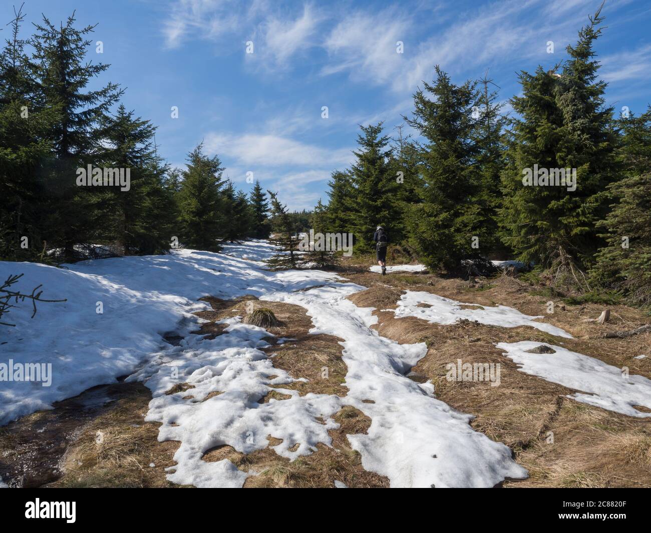 hiker man with backpack and hat walking on footpath or bypath in Jizerske hory mountain in spring with lush green spruce tree forest and snow at sunny Stock Photo
