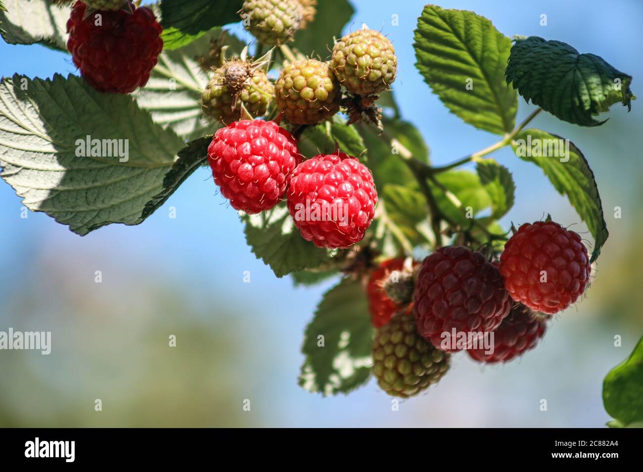 Raspberries coming into season, some ripe others still green Stock Photo