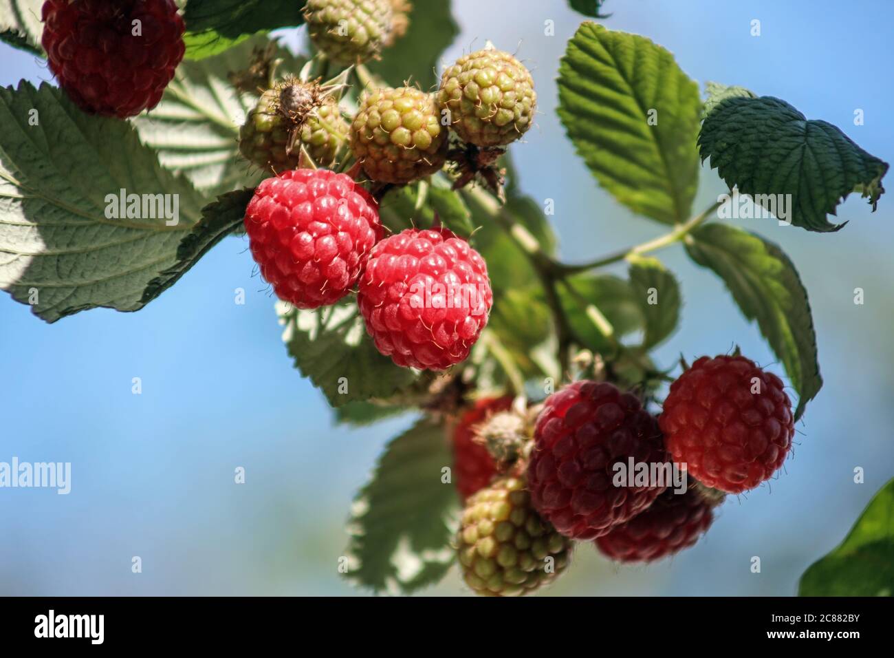 Raspberries coming into season, some ripe others still green Stock Photo