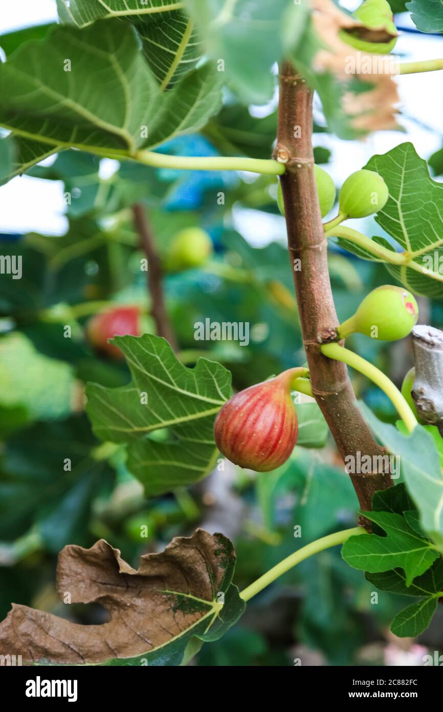 fig fruits on the branch tree in Japan Stock Photo Alamy